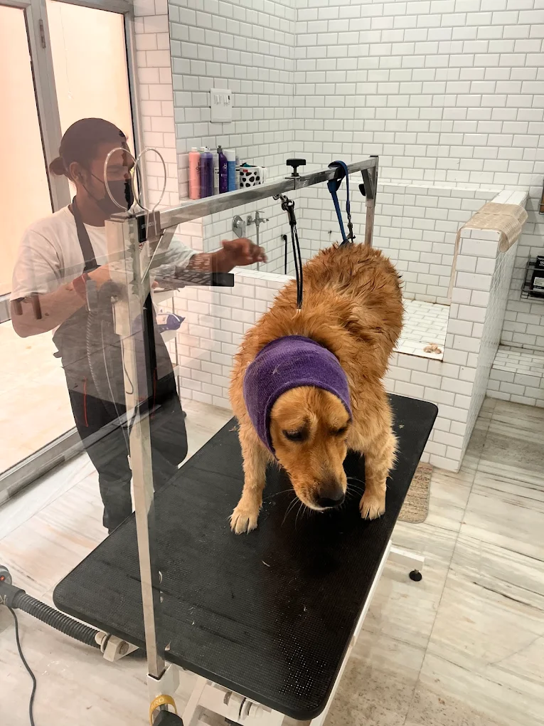 Pet grooming client transformation